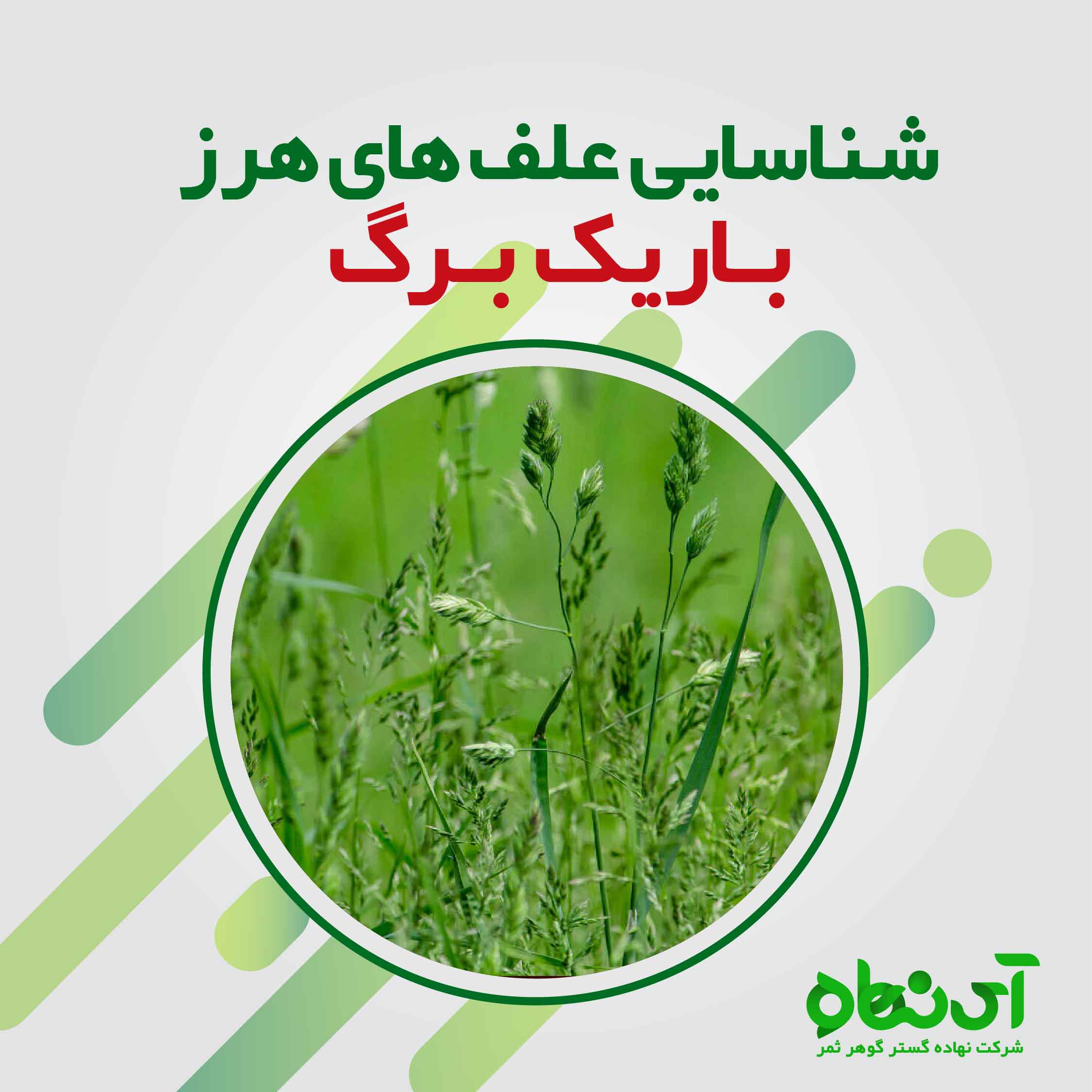 شناسایی علف های هرز باریک برگ